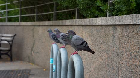 pigeons at new york city pier