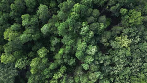 Moving-drone-shot-overlooking-trees-up-until-a-beach