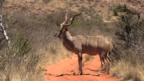 un kudu macho con enormes cuernos en espiral está de pie en un camino de tierra en el árido kalahari