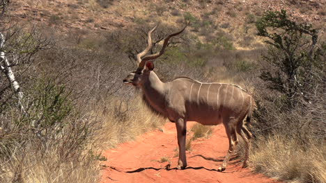 ein männliches kudu mit riesigen spiralförmigen hörnern steht auf einer schotterstraße im trockenen kalahari