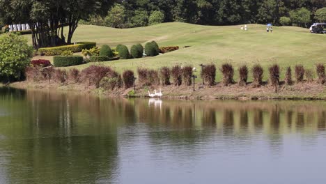 pair of swans swimming in a tranquil water setting