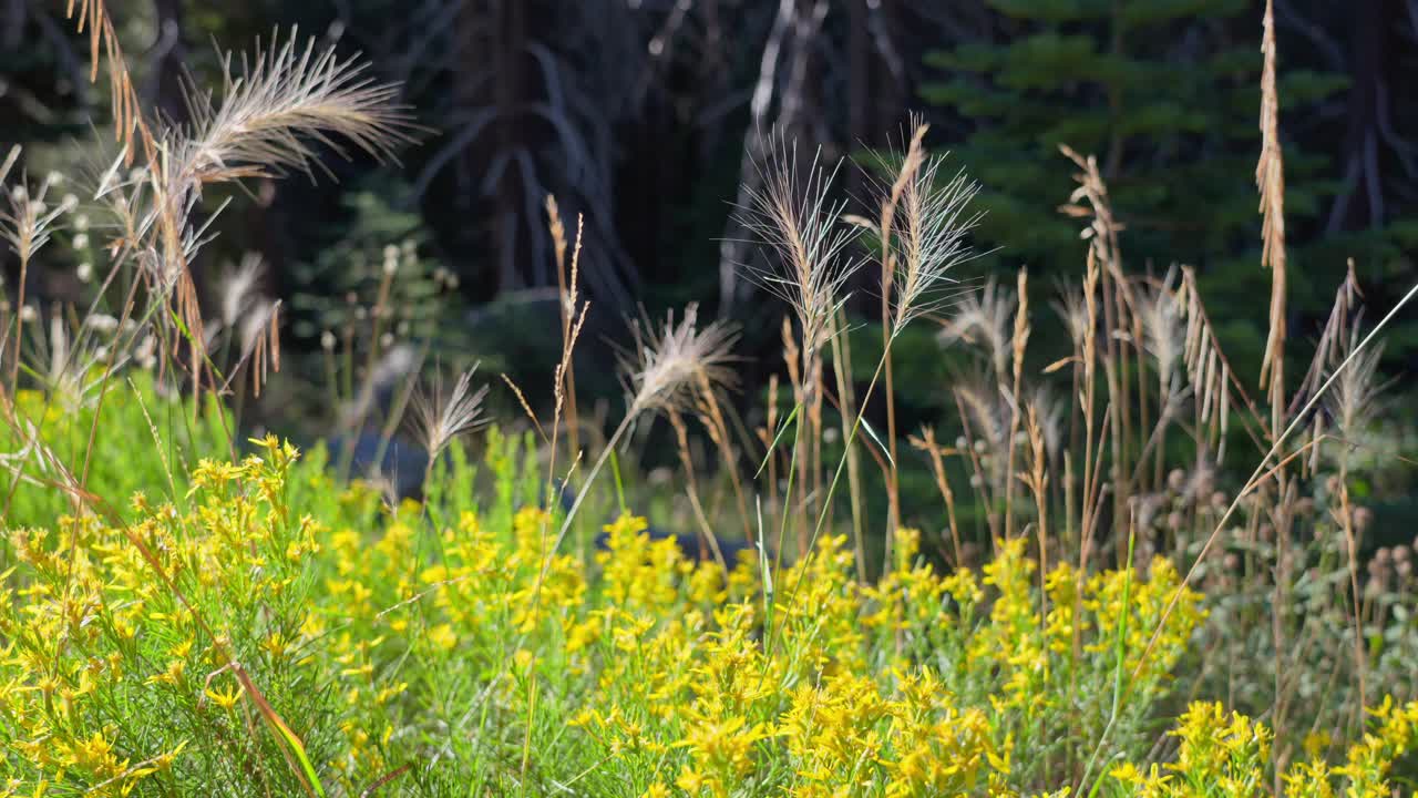 Footage of bees buzzing and hovering around vivid yellow flowers, wings glittering in the sunlight. Ideal for nature, pollination, ecology or springtime wildlife projects