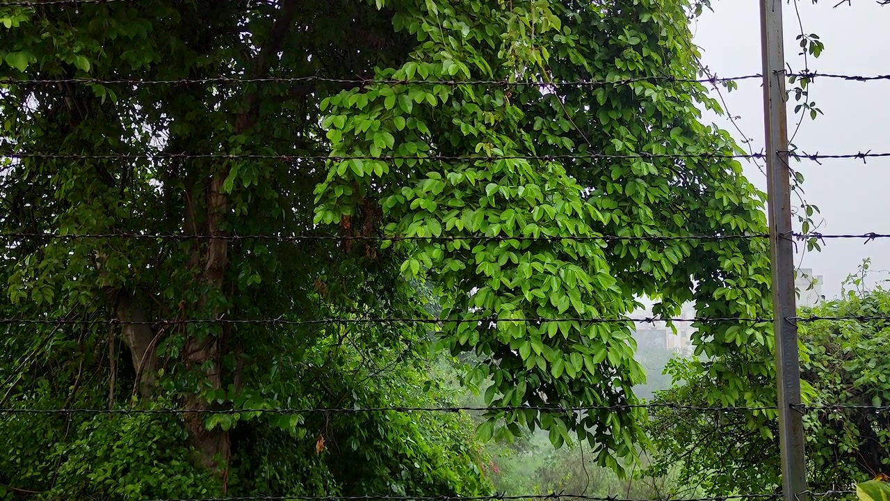 La pioggia cade su un fogliame verde lussureggiante, creando un'atmosfera tropicale nebbiosa e uno sfondo meteorologico naturale. Adatto per contenuti su ambiente, relax, viaggi e clima
