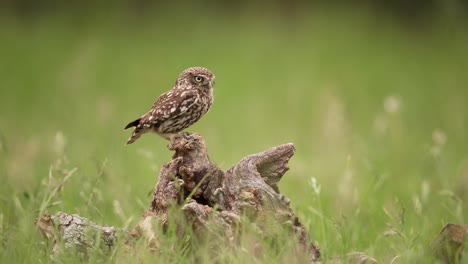 little owl steenuil missing an eye lands on stump