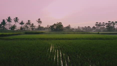 Amanecer-Rosa-Sobre-Terrazas-De-Arroz-En-Una-Mañana-Brumosa