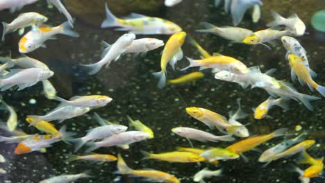a vibrant school of colorful fish, resembling small koi or goldfish, swimming in an aquarium