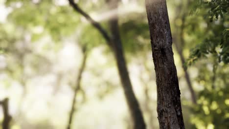 Foggy-forest-in-early-morning