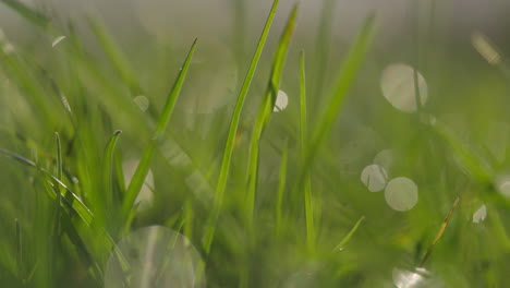 dewy grass in the morning light