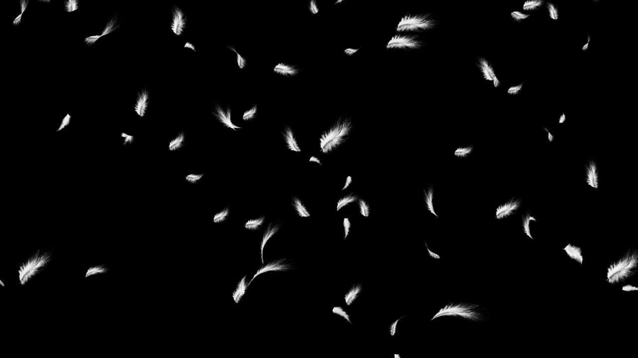 hermosas plumas blancas explotan en el aire y luego caen lentamente por los fondos del bucle.