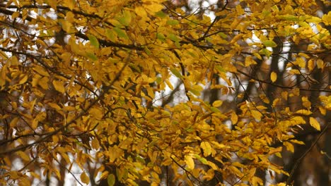hojas amarillas en un árbol en otoño