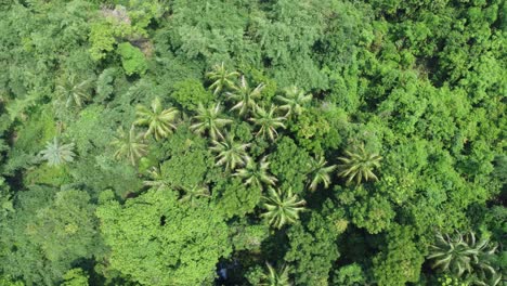 Aerial-view-shot-of-deep-green-forest