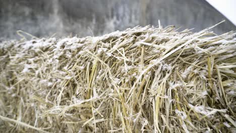 hay bales covered in snow