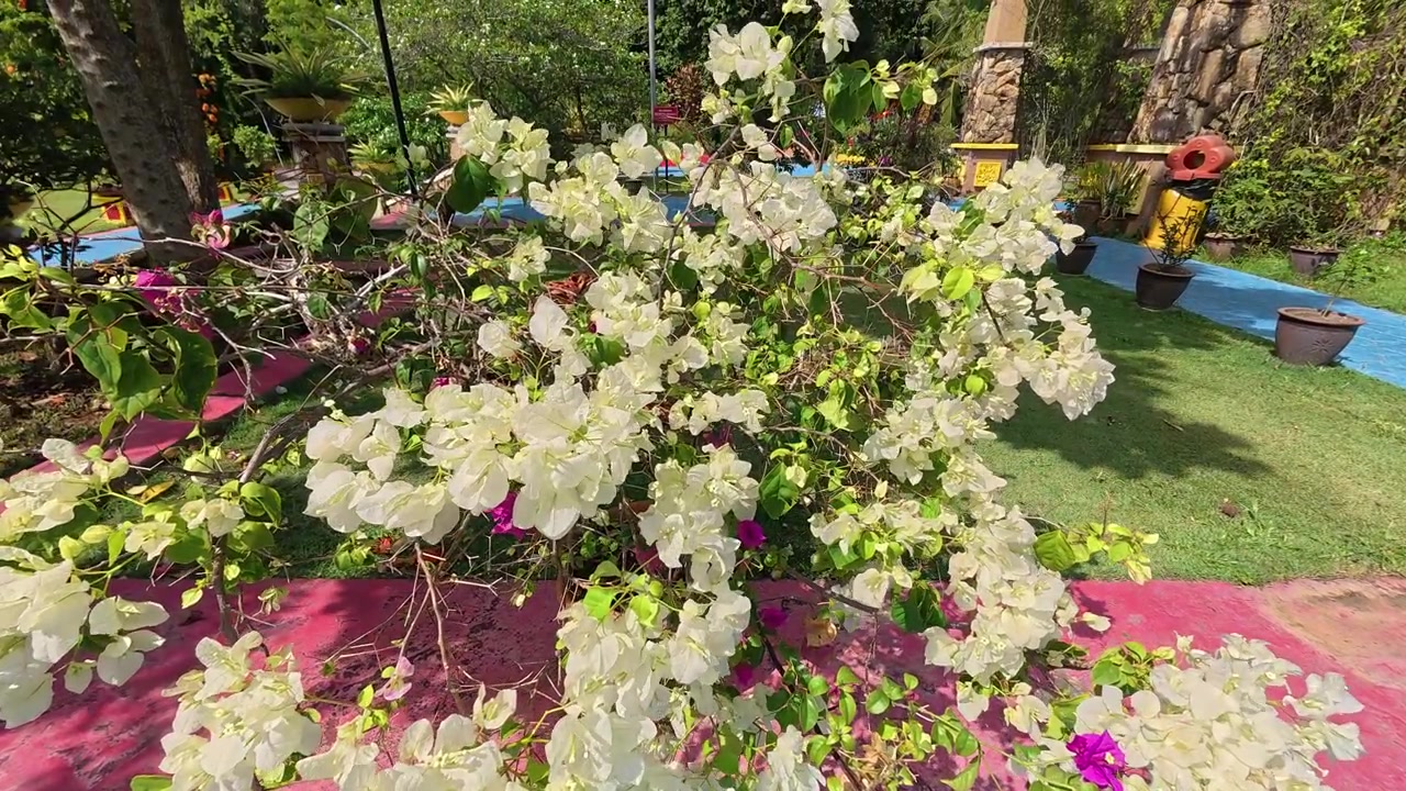 Vibrant bougainvillea flowers bloom beautifully in a sun-drenched garden. These hardy plants thrive in the intense heat. Their colorful bracts create a stunning display against the green leaves.