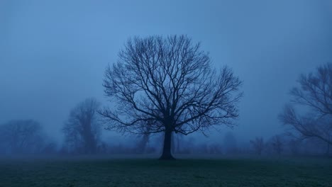 Árbol-Solitario-En-La-Niebla-De-Glaris-Al-Atardecer