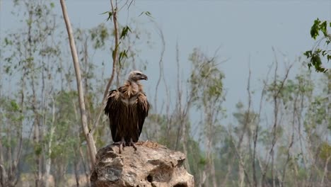 The-Himalayan-Griffon-Vulture-is-Near-Threatened-due-to-toxic-food-source-and-habitat-loss