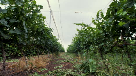 Volando-A-Través-De-Hileras-De-Uvas-De-Vid-Cerca-Del-Campo