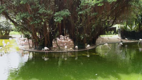 flamingos gather peacefully around a lush pond