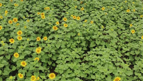 Nach-Unten-Schauender-Drohnenüberflug-Auf-Einem-Sonnenblumenfeld-über-Den-Blumen-In-Indien