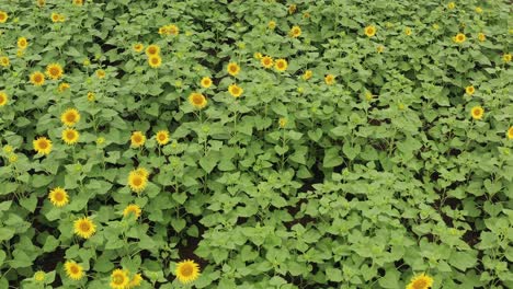 paso elevado de drones mirando hacia abajo en un campo de girasoles sobre las flores en india