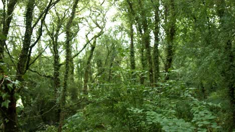 -Camera-looking-up-at-the-tall-trees-in-a-forest