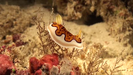 goniobranchus coi nudibranch arrastrándose sobre arrecifes de coral tropicales