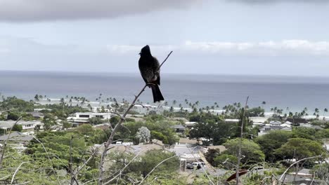 Un-Pájaro-Negro-Posado-En-Una-Rama,-Con-Vistas-A-La-Exuberante-Vegetación-Y-Los-Tejados-De-Oahu,-Con-El-Vasto-Océano-Y-Una-Hilera-De-Palmeras-Al-Fondo