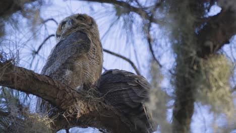 juvenil gran búho de cuernos encaramado en un árbol de musgo mira hacia abajo y alrededor