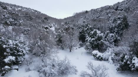 Drone-flight-over-snow-covered-forest-on-Mount-Hermon-during-winter-in-Israel