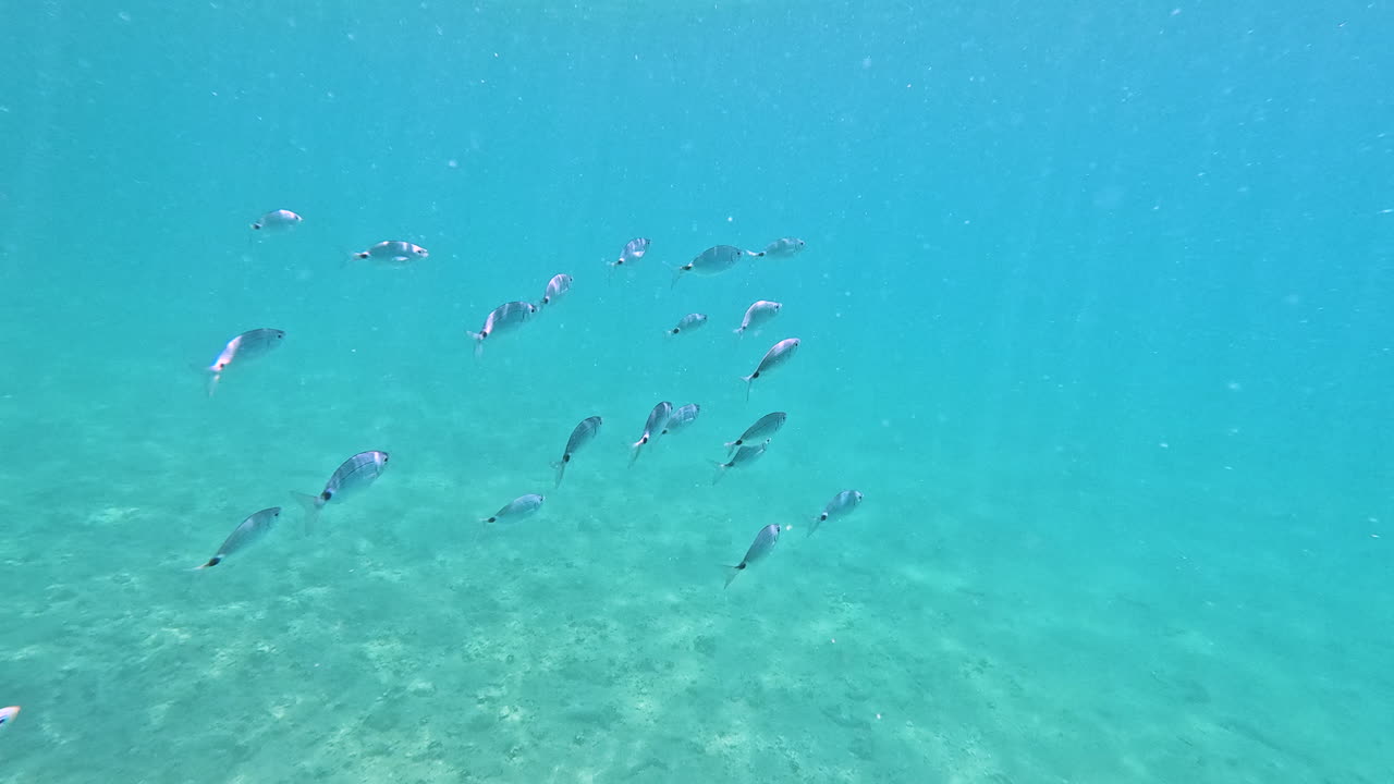 Small school of fish swimming peacefully in open turquoise water. Ideal for concepts of marine life, biodiversity, diving, snorkeling, ocean exploration, calm seascape, and aquatic wildlife