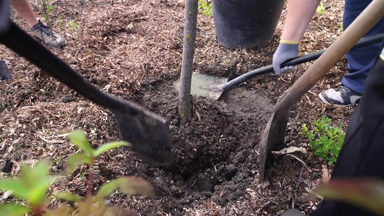 Team of gardeners working together to plant a tree sapling in a mulched rain garden for xeriscaping