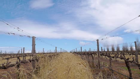 well maintained vineyard after being pruned in the overberg