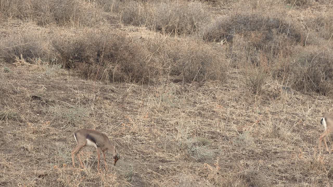 Herd of Mountain Gazelles grazing (Gazella gazella), also called the True gazelle or the Palestine mountain gazelle,