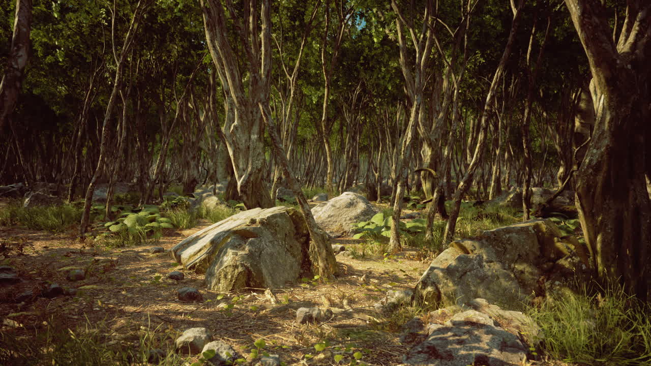 Vibrant forest grove with sun dappled rocks and lush greenery in nature
