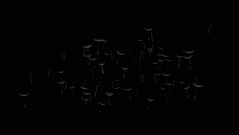 dandelion seeds