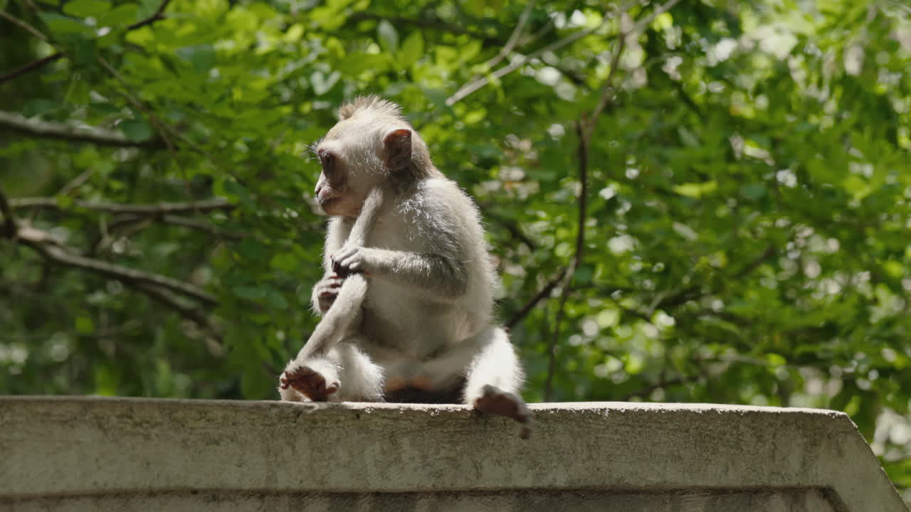 Baby Monkey Sitting on a Wall