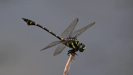 the common flangetail dragonfly is commonly seen in thailand and asia