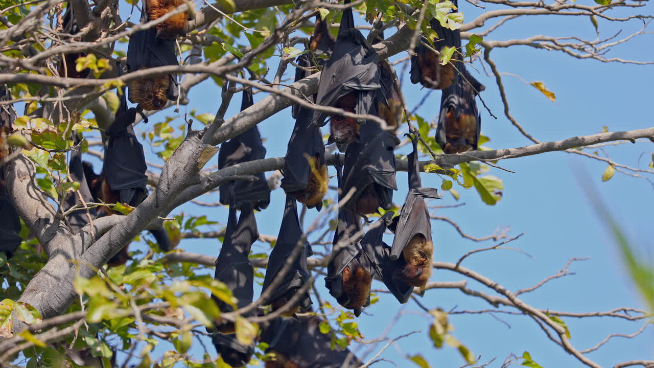 Pteropus medius, flying fox. Indian flying foxes hanging upside down from the leafy tree branch in a forest, keoladeo bird sanctuary, India.