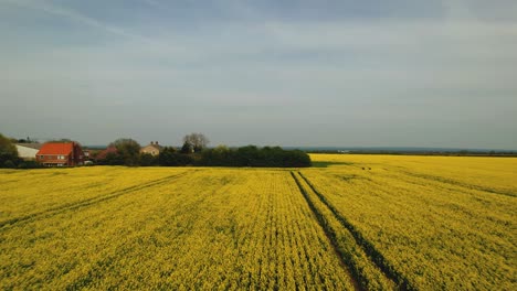 Rapsfelder-In-Yorkshire,-Tiefflug-über-Landwirtschaftliche-Felder-In-Den-Midlands