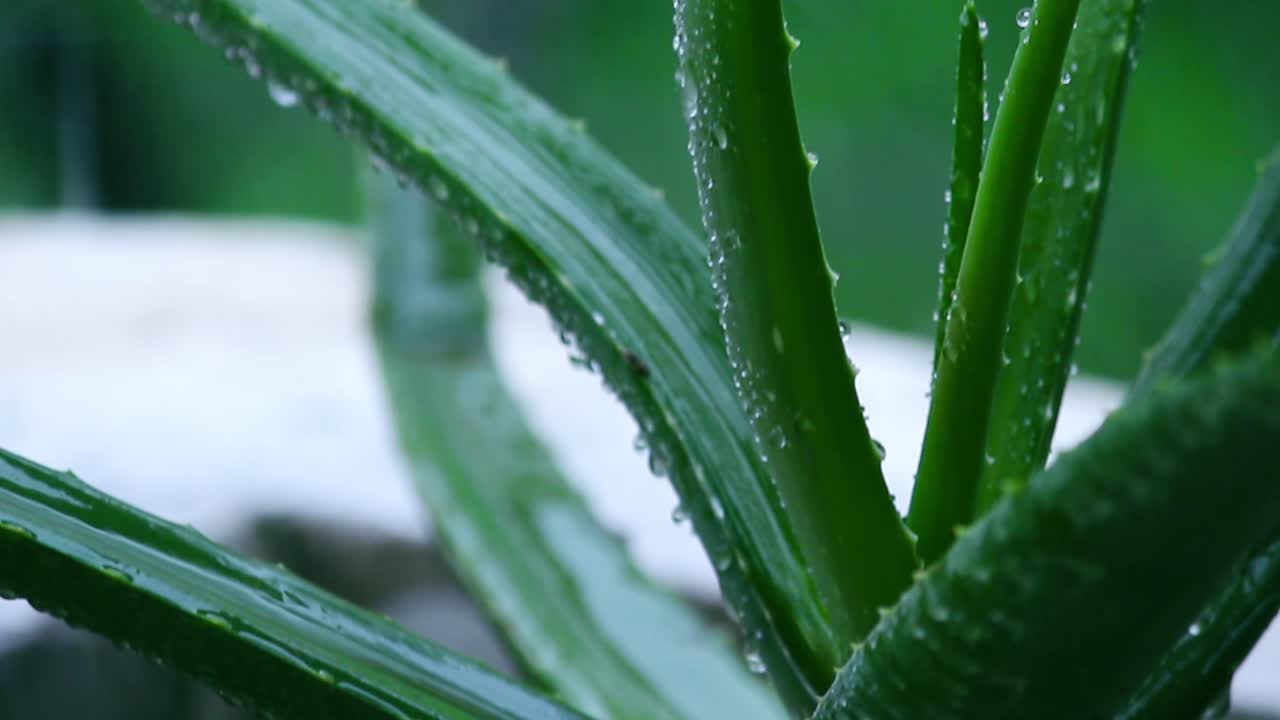 Macro view of aloe vera leaves with fresh rain droplets falling on them. Perfect nature footage for wellness, skincare, rain and herbal concept videos