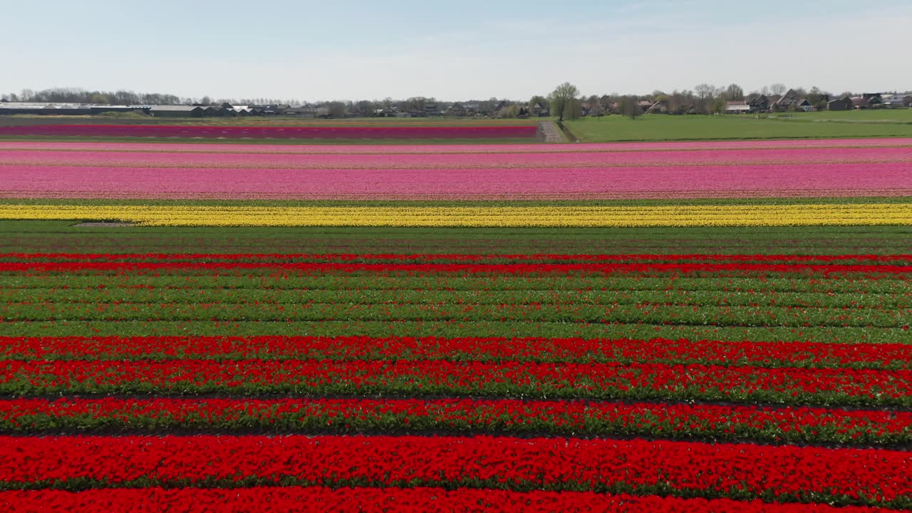 네덜란드 의 다채로운  ⁇ 립 들 들 들 의 아래