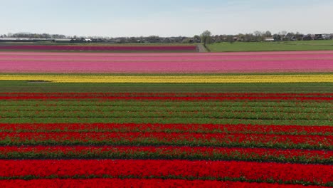Foque-Hacia-Abajo-Del-Colorido-Campo-De-Tulipanes-En-Los-Países-Bajos