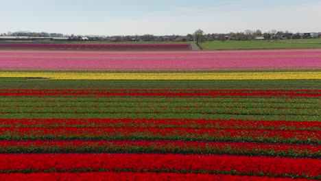abajo de un colorido campo de tulipanes en los países bajos