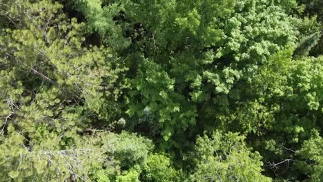 top down view of natural forest wilderness in summer