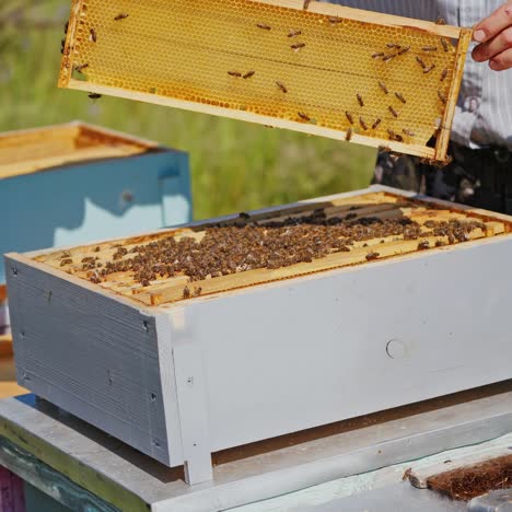 beekeeper working collect honey