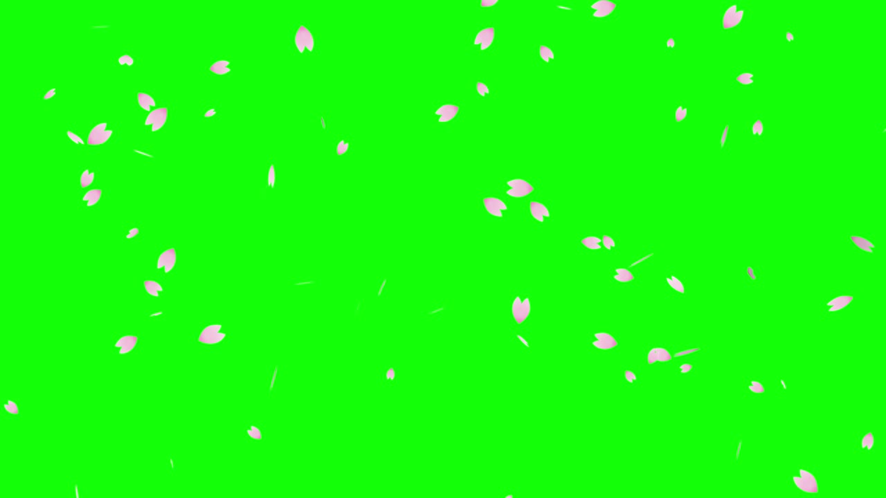 크로마 키 배경에 떨어지는 체리 꽃의 폭풍