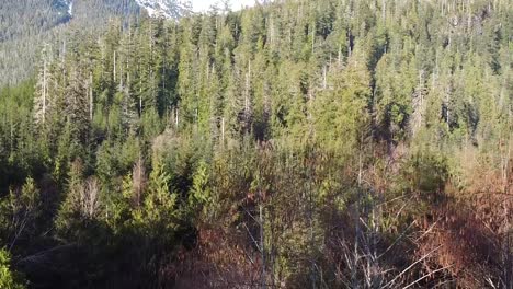 Shrubs-and-Bushes-on-Vancouver-Island,-Canada