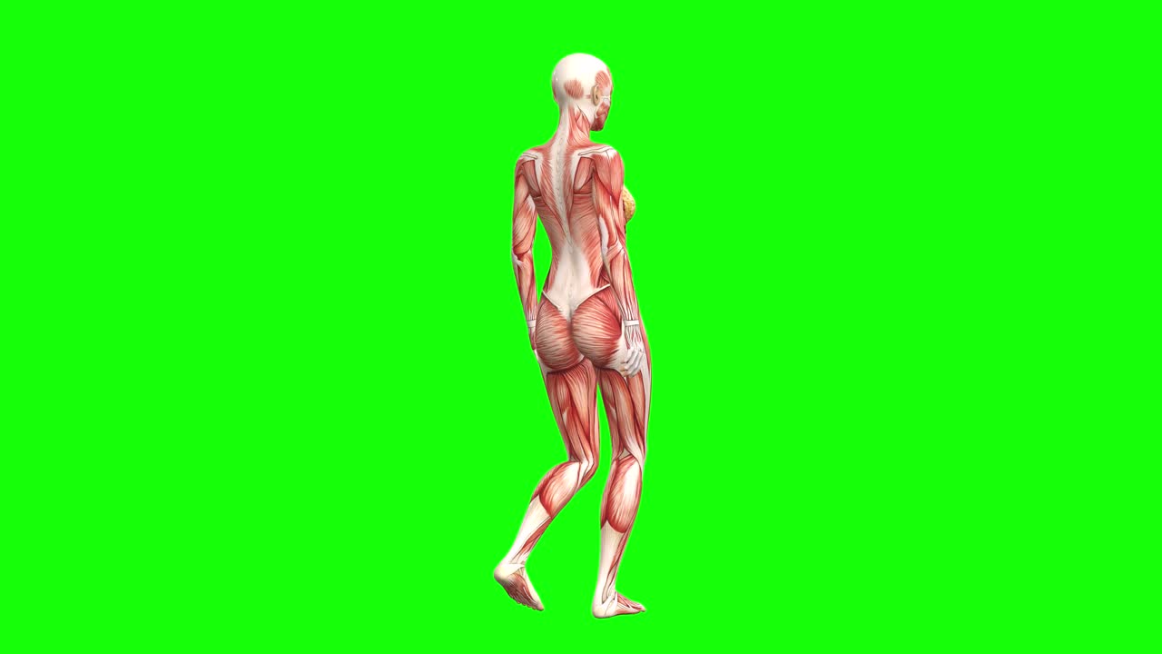 Premium stock video - 3d female muscles anatomy walking and rotating ...
