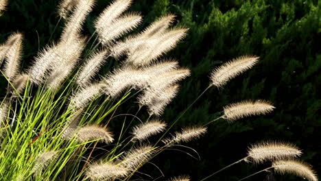 Ornamental-Fountain-Grass-and-small-flying-insects-backlit-by-sun