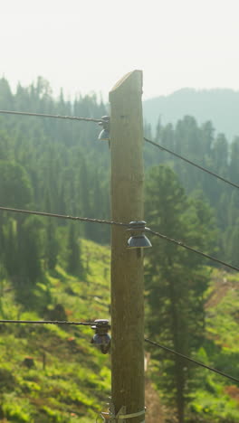 landscape view of hilly mountain with coniferous trees in dense forest. trip to another country for environment beauty. travelling by funicular