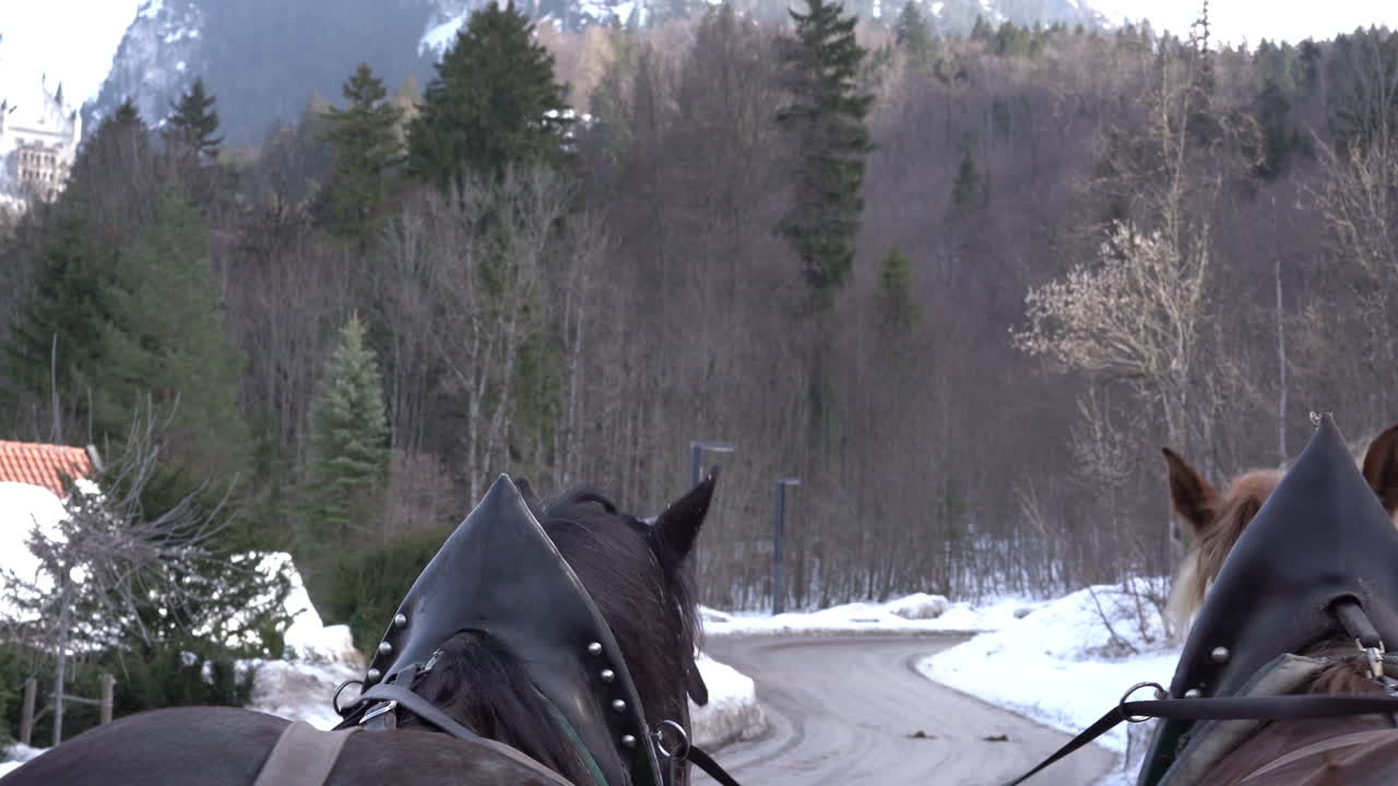 caballos bávaros que llevan a un grupo de turistas para dar un paseo hasta el punto de vista del castillo de neuschwanstein desde el material de archivo 4k del carruaje